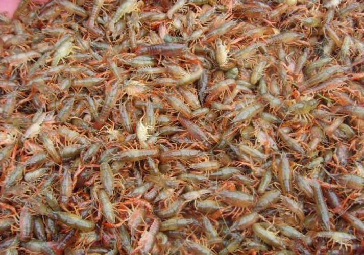 湖北襄阳襄州区小龙虾苗5月投放指南