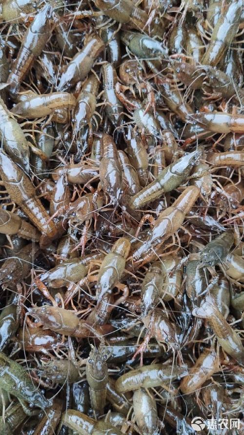 湖北潜江万亩清水小龙虾抢鲜上市 虾苗日发万斤 农户直销无中间环节