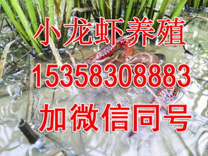 东莞养殖小龙虾的血泪史 从山东龙虾苗说开去
