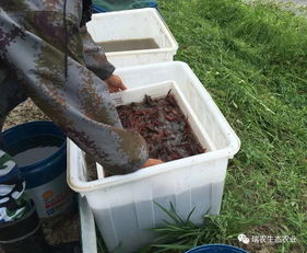 小龙虾养殖 3月上旬进苗的利与弊及高效投放技巧
