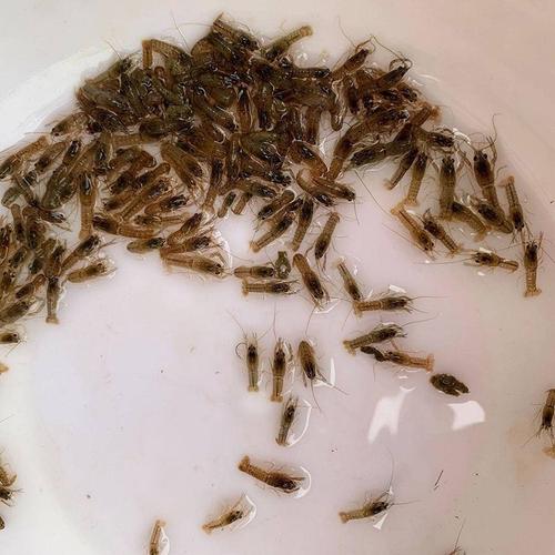 澳洲淡水小龙虾苗 小青龙渔场直供，品质与捕捞的双重保障