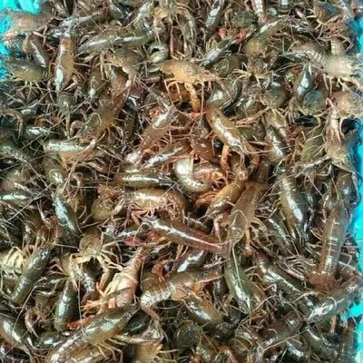 小龙虾苗 从选苗到丰收的关键一步